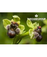 OPHRYS BOMBYLIFLORA “BUMBLE BEE ORCHID” EUROPEAN TERRESTRIAL ORCHID TUBER - €23,19 EUR OPHRYS BOMBYLIFLORA “BUMBLE BEE ORCHID” EUROPEAN TERRESTRIAL ORCHID TUBER - €23,19 EUR