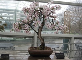 Yoshino cherry  bonsai starter kit (live tree seedling 7 to 13 inches) - $22.76