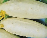 Cucumber Seeds White Wonder  40 Seeds Non-Gmo Fast Shipping - $7.99