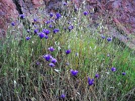 30 Seeds WILD BLUE HYACINTH Dichelostemma Blue Dicks Purplehead Brodiaea Flower - $17.05