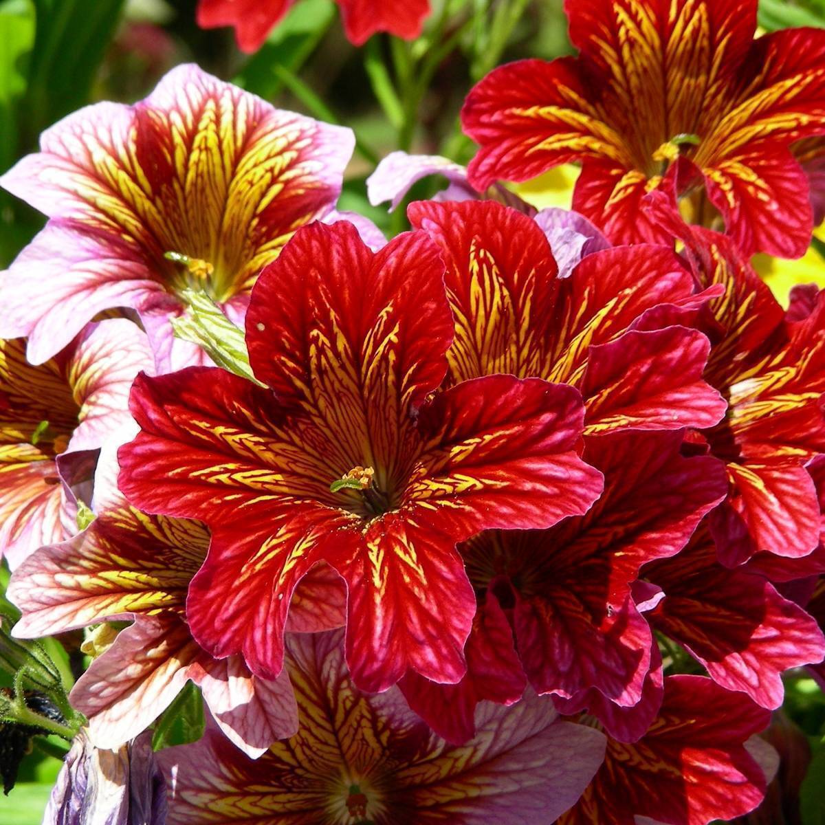 1000 Flower Seeds Painted Tongue Seeds (Salpiglossis) Seeds  - Outdoor Living  - £27.96 GBP