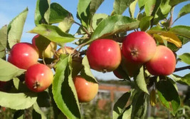 25+ Jelly King Crabapple Seeds - £6.95 GBP