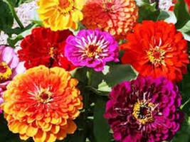 California Giant Zinnia 100 Seeds Organic, Beautiful Bright Crisp Colors - $4.94