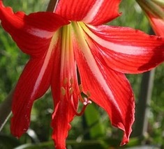 Hippeastrum Bulbs Amaryllis Barbados Lily, 100 SEEDS D - £9.84 GBP