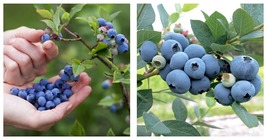 Live Plant - 1 SWEETHEART Northern-Southern Cross Blueberry  - £55.07 GBP