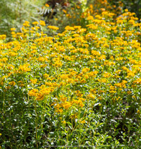 Mexican Mint Marigold Seeds 100 Tagetes Lucida? Medicinal Herb Spice &amp; Flower  F - $8.35