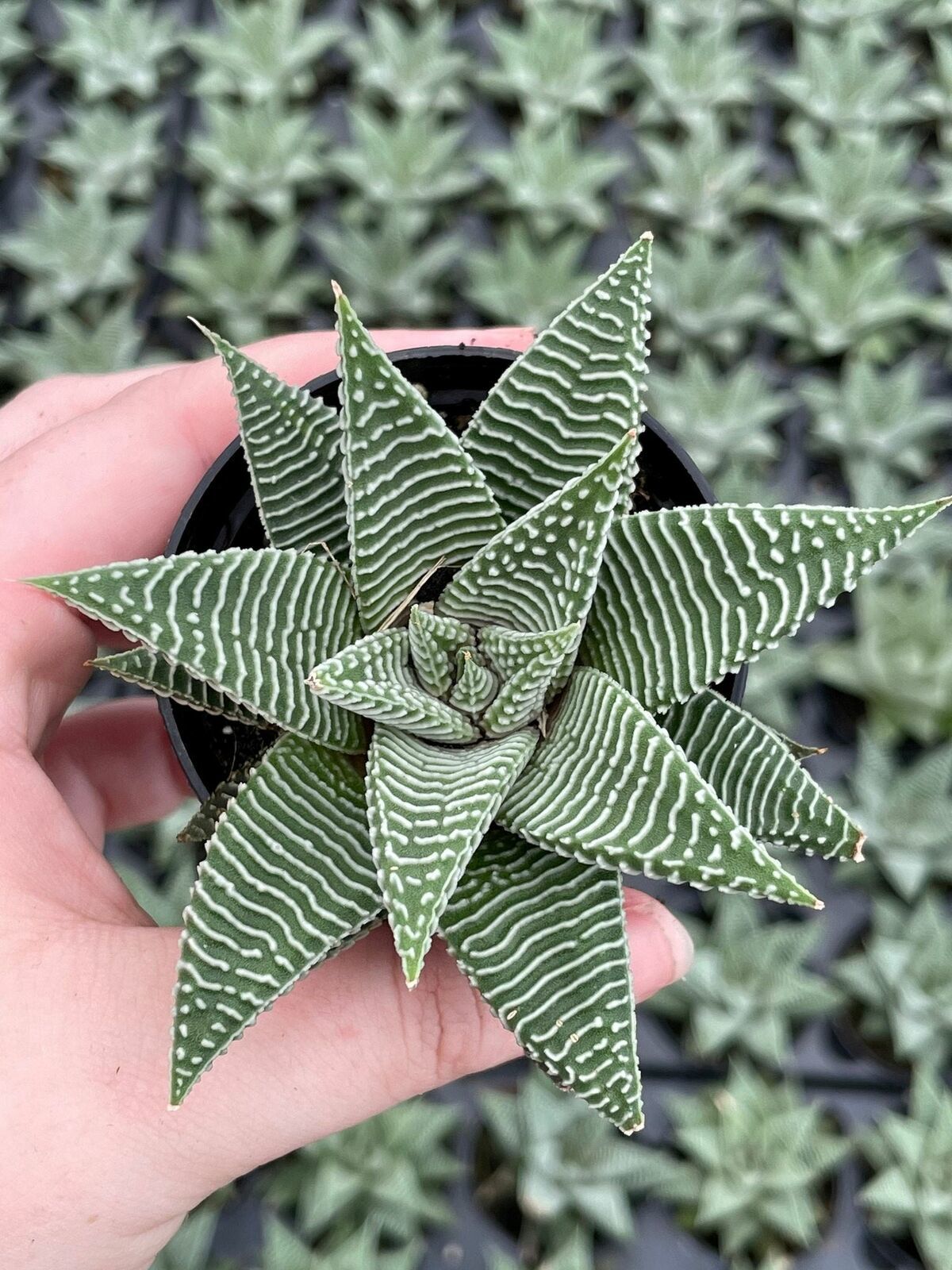 Haworthia Limifolia, Lace Aloe , Variegated White Aloe Plant, Ribbed Freckles, W Item image 4