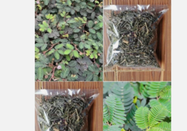 2 Onz Of Mimosa Púdica Leaves , Roots And flowers - $356.94 MXN