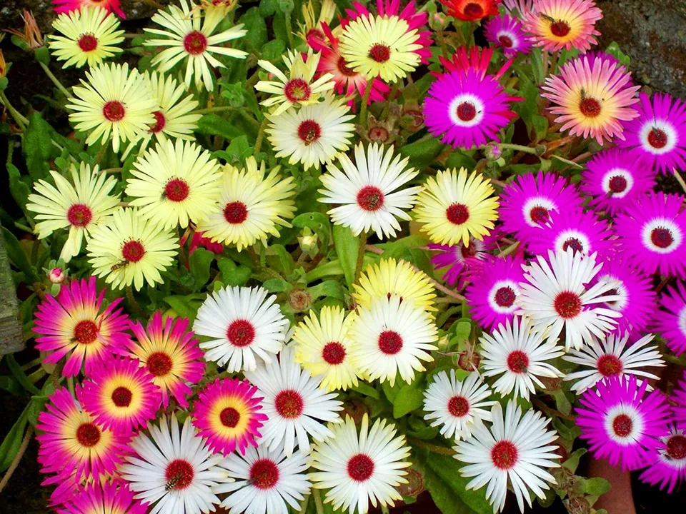  Best Ice Plant Mixed Color Flower 200 Seeds  - $9.50