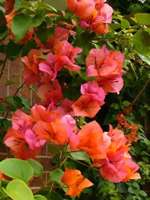 Well Rooted **SUNDOWN ORANGE** Bougainvillea starter/plug plant* - $33.88