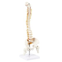 45cm Tall Human Vertebral Column Anatomy Spine Model for Chiropractor Os... - £56.89 GBP