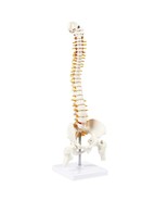 45cm Tall Human Vertebral Column Anatomy Spine Model for Chiropractor Os... - £55.72 GBP