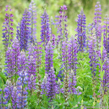 25+ Wild Perennial Mix Lupine Seeds - $8.48