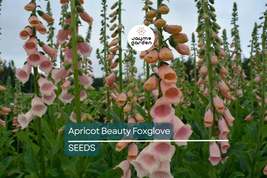 Apricot Beauty Foxglove Seeds | Tall Biennial | Pastel Apricot-Pink Bloo... - $4.99+