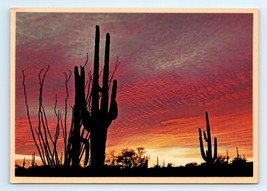Desert Sunset Cactus Postcard Posted 1984 - $7.00