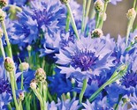 Cornflower Bachelor Button Blue Dwarf Cutflowers Heirloom Non Gmo 500 Se... - $8.99