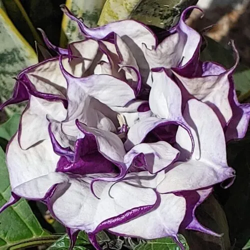 25 Seeds Angel Trumpet Double Purple Flower Garden - £5.93 GBP