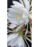 Epiphyllum Oxypetalum - Queen of the Night - Blooming Cereus Cactus Succ... - $11.88+