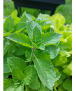 SD 250 Seeds Green Leaf Holy Basil Seeds, Nongmo Garden Seeds - $7.99