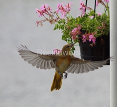 A Female Baltimore Oriole in Flight - 8x10 Unframed Photograph - £13.91 GBP