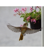 A Female Baltimore Oriole in Flight - 8x10 Unframed Photograph - £13.15 GBP