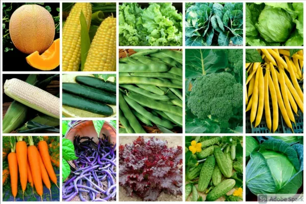 Vegetable Backyard Bounty 30 Pk Special Grow Your Own Fresh Seeds - £92.93 GBP