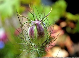 Sale 50 Seeds Red Pod Nigella Damascena Love In A Mist Aka Black Pod White Flowe - £7.78 GBP