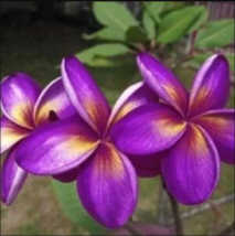 5 Purple Yellow Plumeria Seeds Plants Flower Flowers Perennial Seed - £13.04 GBP