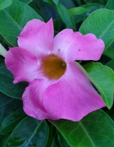 Pink Mandevilla Vine Live well rooted started size plant ~plug size 3-5 &quot; tall - £23.26 GBP