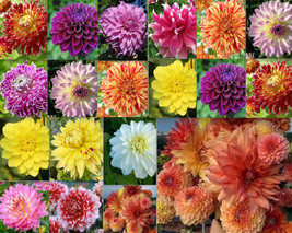 20 Seeds For Mixed Color Orange Yellow Red Dahlia Flower Garden Plant - £12.32 GBP