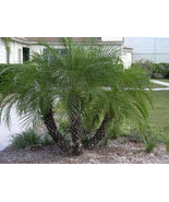 PHOENIX ROEBELENII,  Pygmy Date Palm exotic rare palms semi plant seed 25 seeds - $9.99