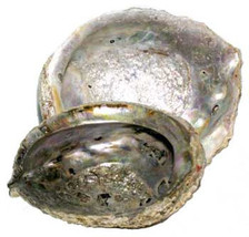 5&quot;- 6&quot; Abalone Shell Incense Burner - £34.49 GBP