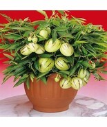 Melon Tree, Pepino Plants, Fruit Garden, Non GMO,Organic Fruit, 100 SEEDS D - $16.35