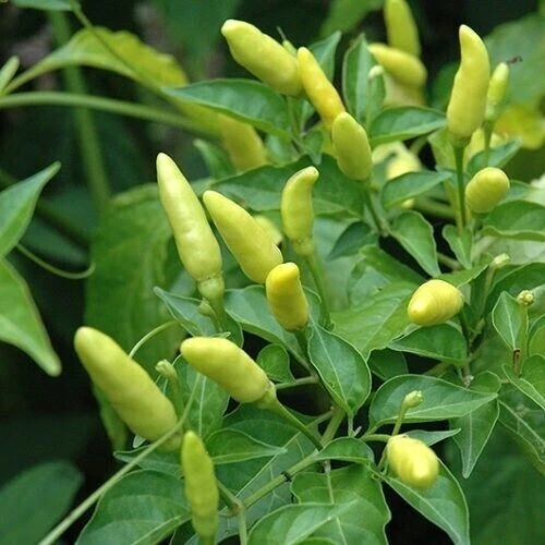 Exotic 30 Tabasco Hot Pepper Seeds Hot Chili Pepper Made Tabasco Sauce F... - $3.68