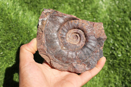 Ammonite Fossil Natural Platyclymenia Fossil from Morocco Rare Fossil Am... - $1,052.96 MXN