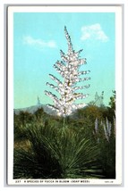 Yucca Palms of the Desert In Bloom UNP WB Postcard U29 - £1.53 GBP