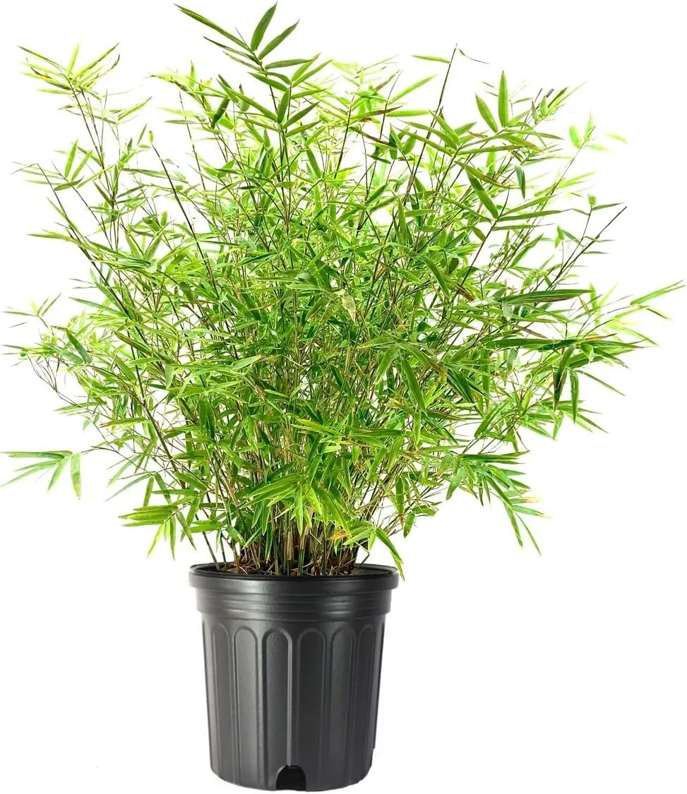 Golden Goddess Hedge Bamboo Plant Extra Large 3 Gallon Plants Bambusa - $122.37