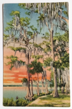 Silver Lakes Bordered with Cypress and Palm Come to Florida FL Postcard c1930s - £3.92 GBP