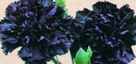 TH 30 Seeds King Of Blacks Carnation Flower Seeds / Perennial - £12.03 GBP