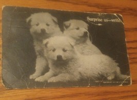 015 VTG Photo Postcard 3 Dogs Suprise us.. Write. One Cent Franklin Postage - $4.99