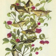 Western Warblers Bird 1946 Color Plate Print John James Audubon Nature D... - $29.99