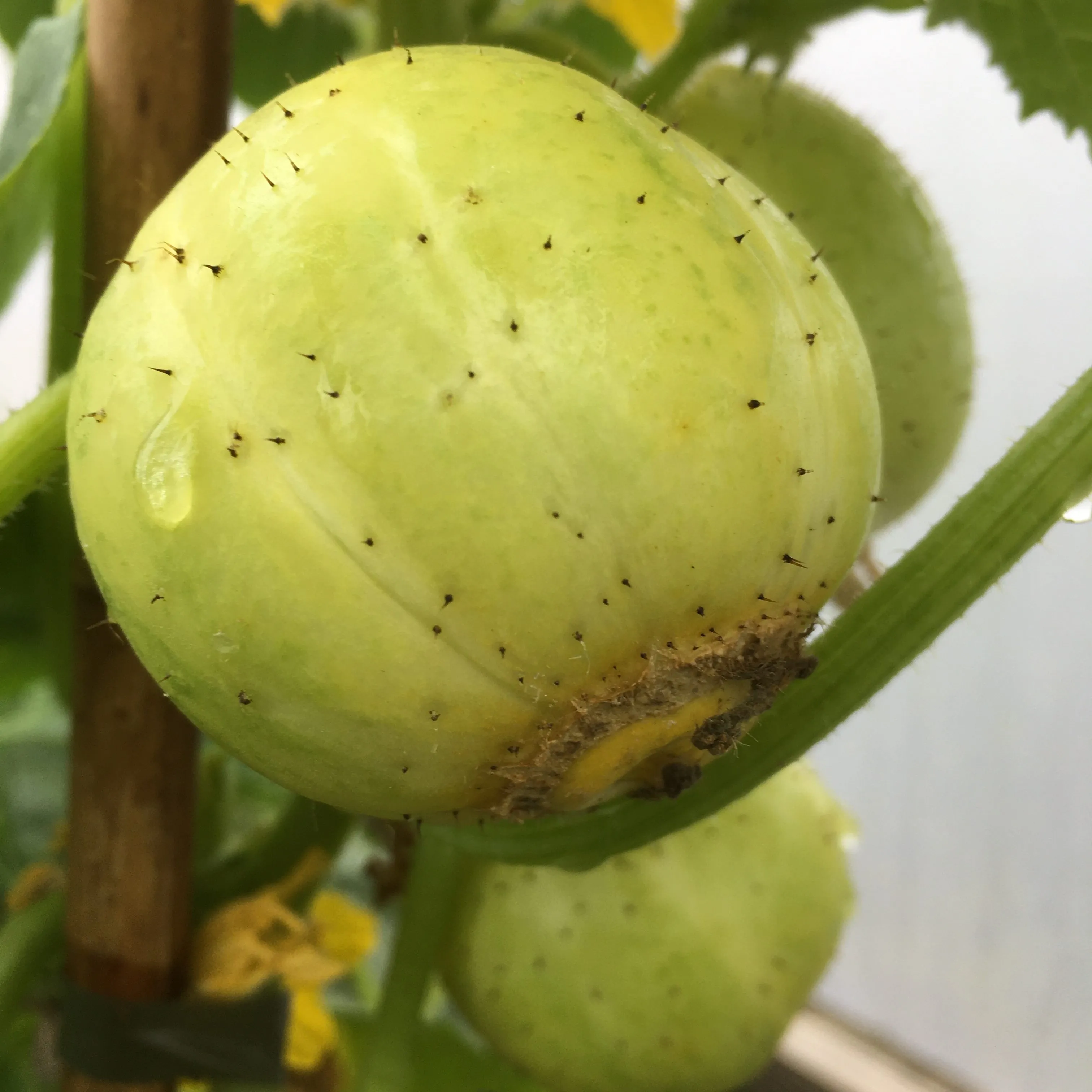 20 Crystal Apple Cucumber Seeds | Unique Heirloom Garden Variety - $16.18