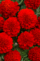 25+ French Fireball Marigold Seeds – Non-GMO, Bright Garden Flowers - $16.50