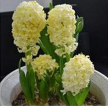 Hyacinthus Yellow Flower Seeds Garden USA Shipping - $8.36