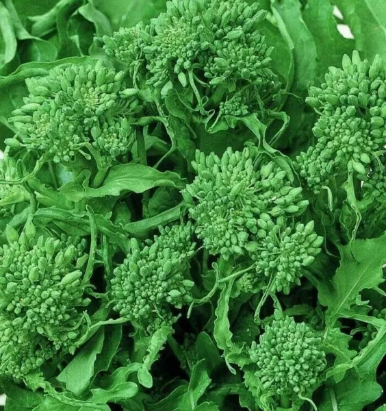 Fresh Broccoli Seeds 500+ Spring Raab Rapini Vegetables Non Gmo - £5.66 GBP