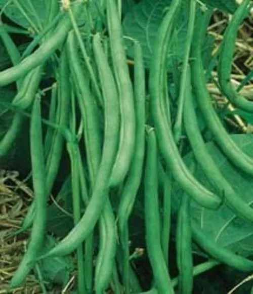 400+ Seeds Stringless Bush Bean Contender Value Pack - $21.80