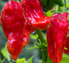 Ghost Pepper Seeds 40 Bhut Jolokia Super Hot Pepper Vegetable Gardening ... - £4.62 GBP