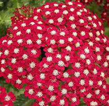 USA SELLER Yarrow Seeds Garden Achillea Millefolium Flower Color 8 Fresh... - $12.36