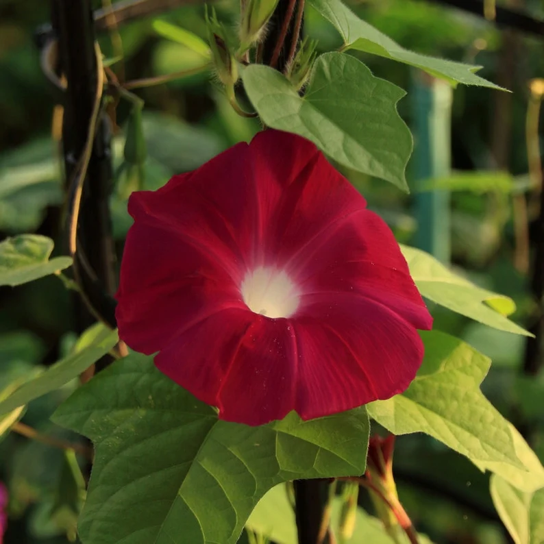 Red Scarlet O' Hara Morning Glory Flower 50 seeds - $5.51