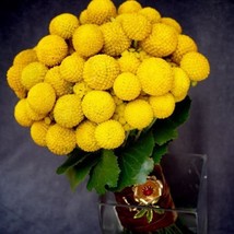 20 Yellow Billy Buttons Wolyheads Craspedia Globosa Flower Seeds *From US - $9.90